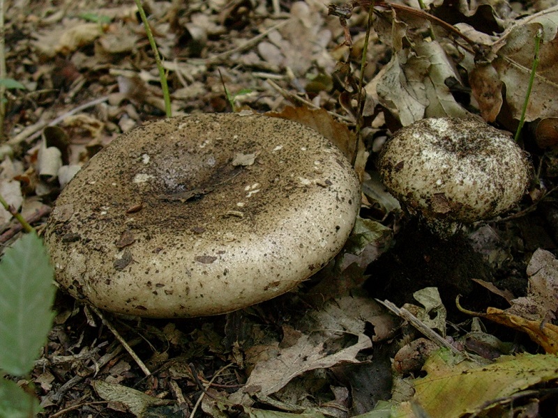 415 Agosto vecchio ritrovamento